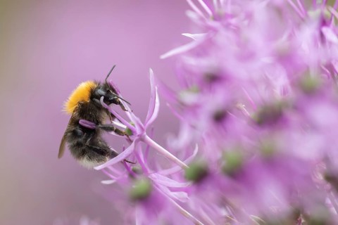 Tree bumblebee (Bombus hypnorum) on a purple flower