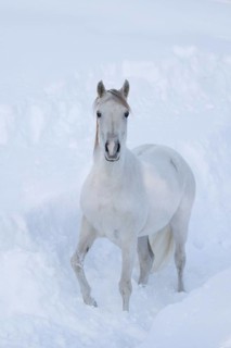 Thoroughbred Arabian mare grey in deep snow