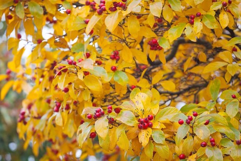 Apple thorn (Crataegus x lavallei 'Carrierei') in autumn