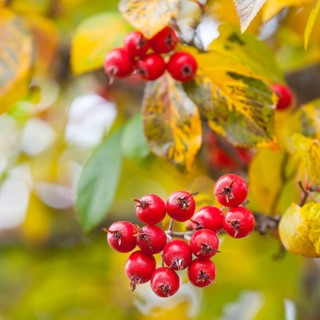 Apple thorn (Crataegus x lavallei 'Carrierei') in autumn