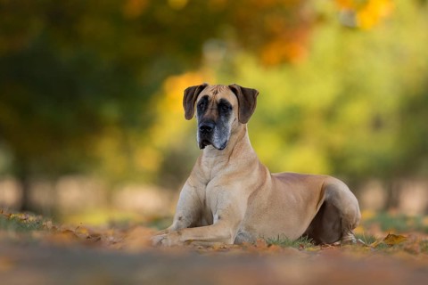 Great Dane in autumn