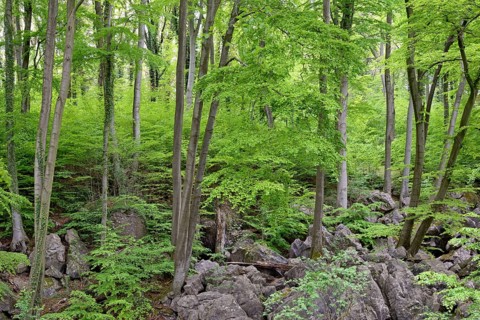 Rugged rock landscape in deciduous forest with Common beeches (Fagus sylvatica)