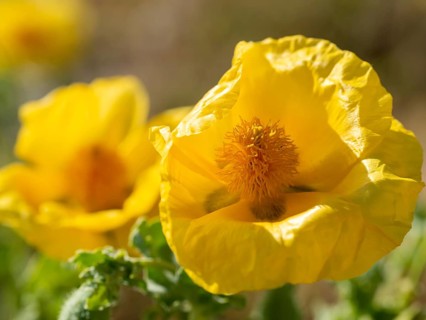 Yellow Welsh poppy (Meconopsis cambrica)