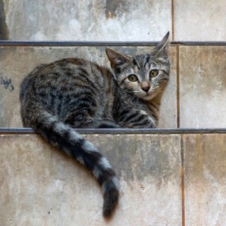 Tigered cat lying on a staircase