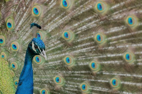 Indian peafowl (Pavo cristatus) adult male bird performing it's display
