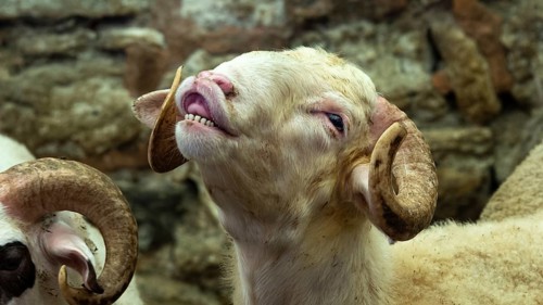 Flehming sheep with horns
