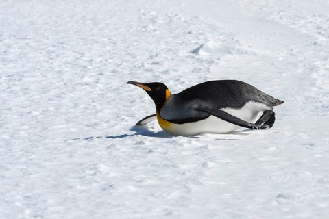 King Penguin (Aptenodytes patagonicus) sliding on the belly on snow
