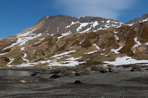 Group of Southern Elephant seals (Mirounga leonina) on a graveled beach