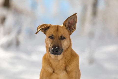Mixed breed dog