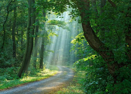Hiking trail through light-flooded forest