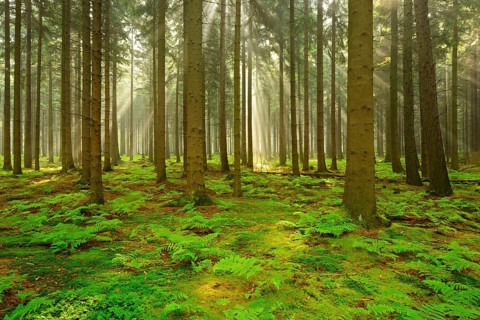 Sun shines through light spruce forest
