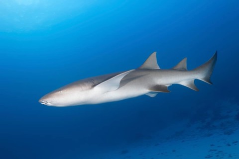 Tawny nurse shark (Nebrius ferrugineus)