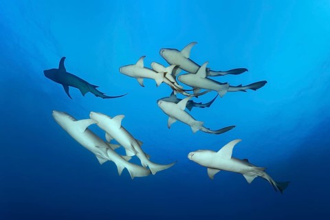 Swarm Tawny nurse sharks (Nebrius ferrugineus)