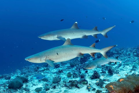 Three Whitetip reef sharks (Triaenodon obesus)