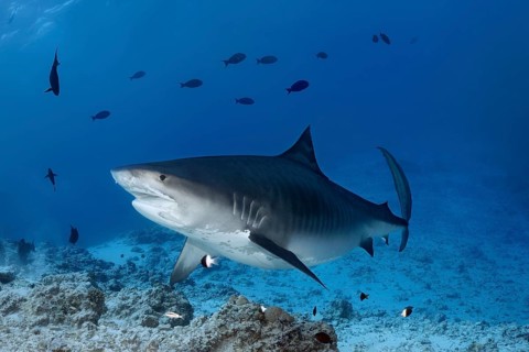 Tiger Shark (Galeocerdo cuvier)