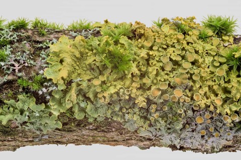 Common orange lichen (Xanthoria parietina)