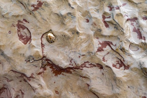 Limpets (Patellidae) in the dry on a stone