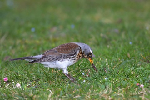 Fieldfare (Turdus pilaris) pulls earthworm from the ground