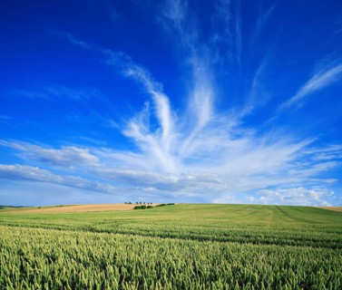 Endless wheat field under blue sky with veil clouds