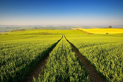 Endless green grain field in spring