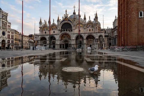 Seagull at Acqua alta in the water at St Mark's Square