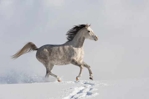 Thoroughbred Arabian mare grey in snow
