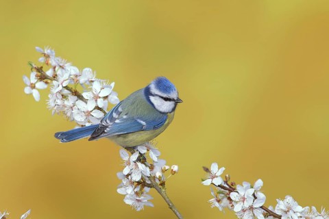 Blue tit (Parus caeruleus)