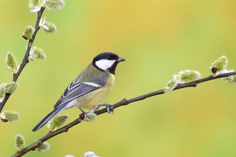 Great tit (Parus major)