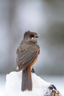 Siberian jay (Perisoreus infaustus) sitting on snowy branch