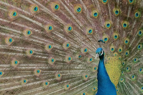 Indian peafowl (Pavo cristatus) adult male bird performing it's display
