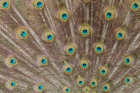 Indian peafowl (Pavo cristatus) adult male bird tail feather during it's display