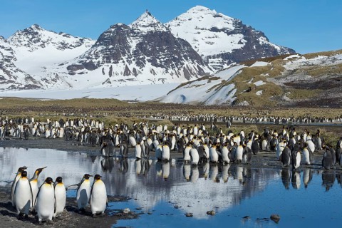 King Penguin colony (Aptenodytes patagonicus) and snow covered mountains