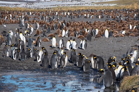 King Penguin Colony (Aptenodytes patagonicus)