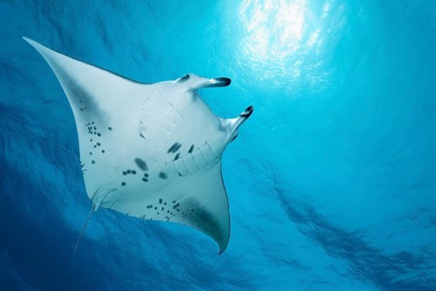 Reef manta ray (Manta alfredi) from below