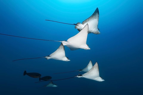 Swarm Spotted eagle rays (Aetobatus narinari)