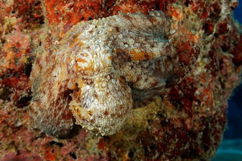 Common Octopus (Octopus vulgaris) sits perfectly camouflaged on coral block