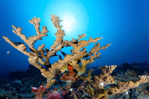 Antler coral