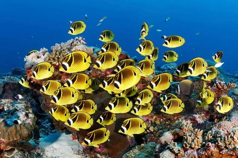 Swarm Raccoon butterflyfishes (Chaetodon lunula)