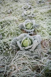Savoy cabbage (Brassica oleracea convar. capitata var. sabauda) with hoarfrost on field
