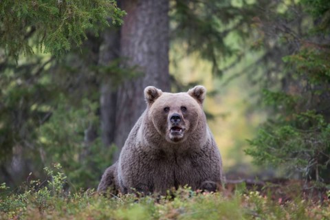Brown bear (Ursus arctos) in autumn forest of the Finnish Taiga