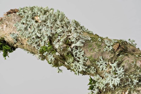 Rosette Lichen (Physcia adscendens)