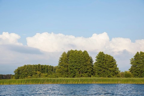 Lakeside zone with reeds