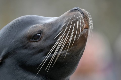 California sea lion (Zalophus californianus)