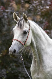Thoroughbred Arabian grey mare with blue eye