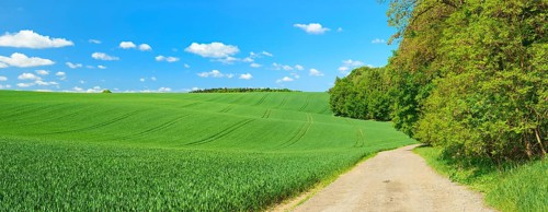 Field path at the edge of a forest through cultural landscape in spring