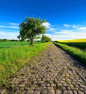 Old cobbled street lined with apple trees through green corn fields and flowering rape fields under a blue sky in spring