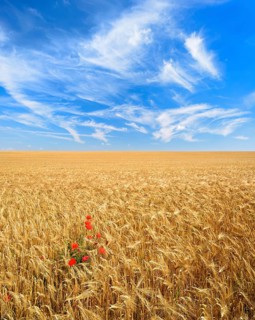 Endless barley field with corn poppy under a blue sky with veil clouds