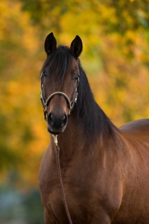 Brown P.R.E. gelding in autumnal portrait
