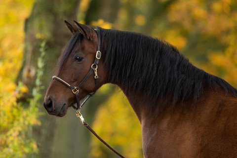 Brown P.R.E. gelding in autumn
