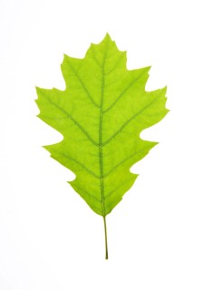 Oak leaf